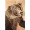 Image 5 : Life-sized Standing GRIZZLY or BROWN BEAR on Bolts with No Base