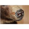 Image 6 : Life-sized Standing GRIZZLY or BROWN BEAR on Bolts with No Base