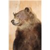 Image 8 : Life-sized Standing GRIZZLY or BROWN BEAR on Bolts with No Base