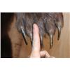 Image 9 : Life-sized Standing GRIZZLY or BROWN BEAR on Bolts with No Base