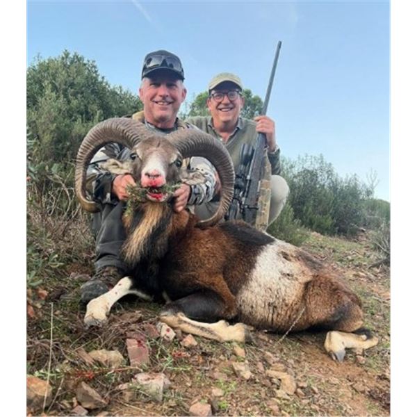1 MOUFLON SHEEP, 1 FALLOW DEER or 1 IBERIAN RED DEER (Hunter choice)