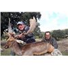 Image 3 : 1 MOUFLON SHEEP, 1 FALLOW DEER or 1 IBERIAN RED DEER (Hunter choice)