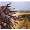 Image 1 : 3 Day New Zealand Free Range Red Stag Hunt for One Hunter includes Trophy Fee for One Red Stag