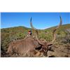 Image 1 : 7 Day South Africa Eastern Cape Plains Game for One Hunter & One Non-Hunter includes Four Trophies