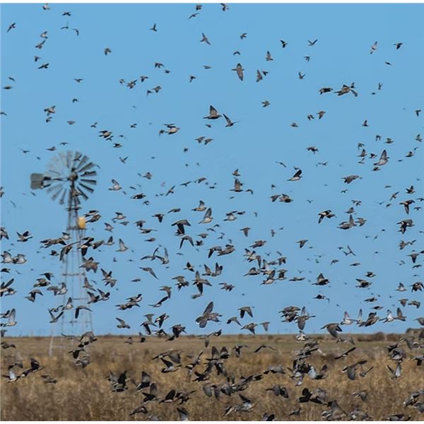 Dove hunting in one of our lodges in Santa Fe, Cordoba, Tucuman or San Luis