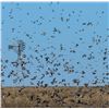 Image 1 : Dove hunting in one of our lodges in Santa Fe, Cordoba, Tucuman or San Luis