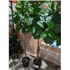 Image 1 : LOT OF 2 ARTIFICIAL PLANTS