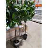 Image 1 : LOT OF 2 ARTIFICIAL PLANTS