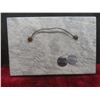 Image 3 : Soapstone Bird Carvings – Qty 4 (5"L × 2¼"W) and 1 Soapstone Eskimo Fishing Carving (6"L × 4"W)