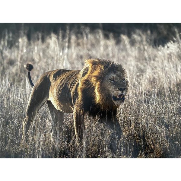 Original African Safari photo