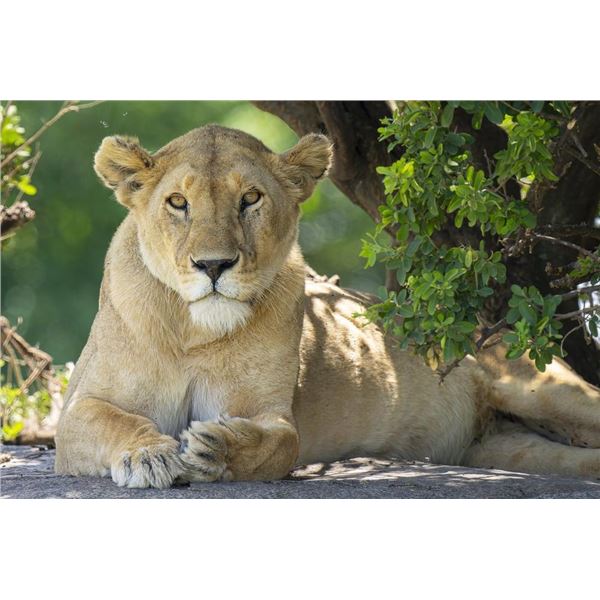 Original African Safari photo