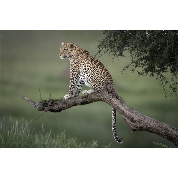 Original African Safari photo