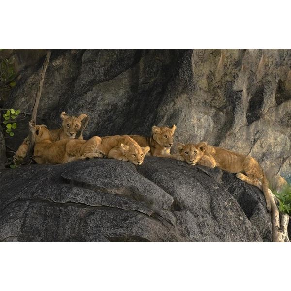 Original African Safari photo