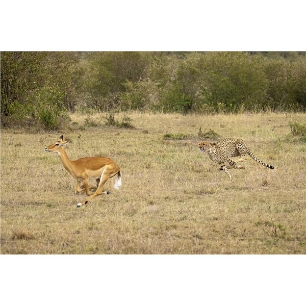Original African Safari photo