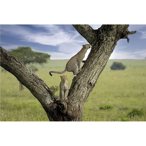 Original African Safari photo