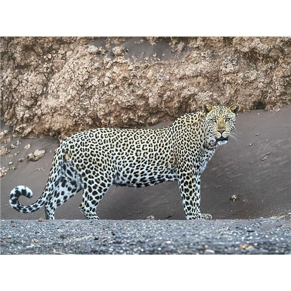 Original African Safari photo