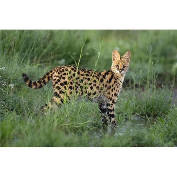 Original African Safari photo