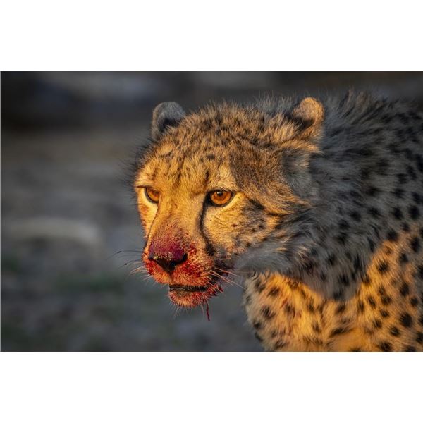 Original African Safari photo