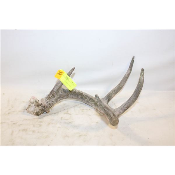 SHED DEER ANTLER