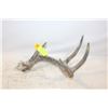 Image 1 : SHED DEER ANTLER