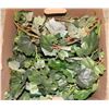 Image 1 : BOX OF SILK VINE PLANTS