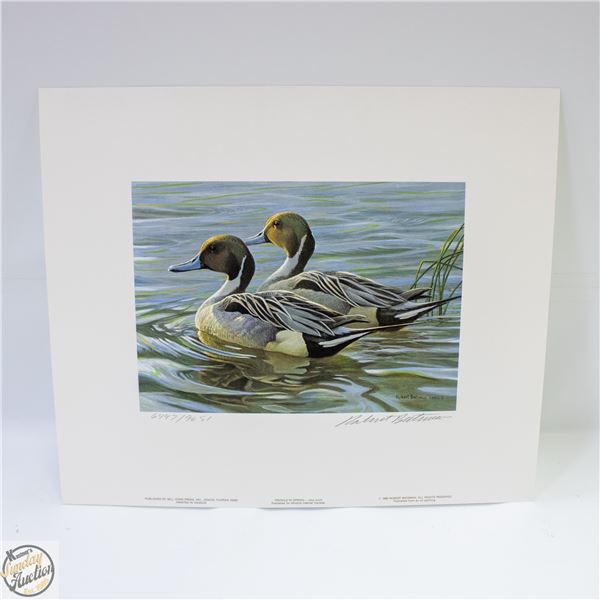 1988 ROBERT BATEMAN PINTAILS IN SPRING PRINT WITH