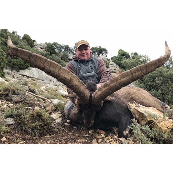 Spanish Red Deer or Fallow Deer hunt during the rut for 1 Hunter