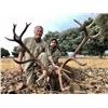Image 4 : Spanish Red Deer or Fallow Deer hunt during the rut for 1 Hunter