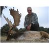 Image 8 : Spanish Red Deer or Fallow Deer hunt during the rut for 1 Hunter