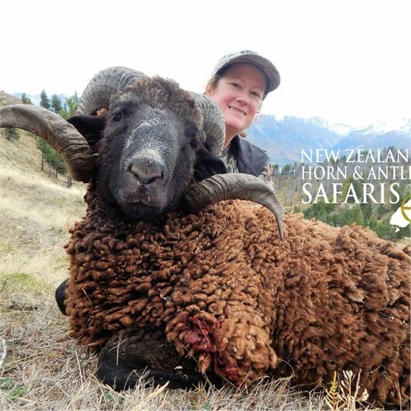 New Zealand 4-day/5-night Reg Stag, Arapawa Ram and South Pacific Goat for 4 hunters