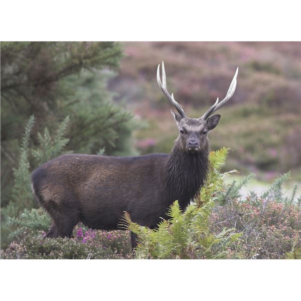 Ireland 6 day / 5 night wild free ranging Sika Stag hunt for 1 Hunter