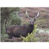 Image 1 : Ireland 6 day / 5 night wild free ranging Sika Stag hunt for 1 Hunter