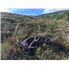 Image 2 : Ireland 6 day / 5 night wild free ranging Sika Stag hunt for 1 Hunter