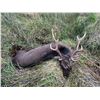 Image 6 : Ireland 6 day / 5 night wild free ranging Sika Stag hunt for 1 Hunter