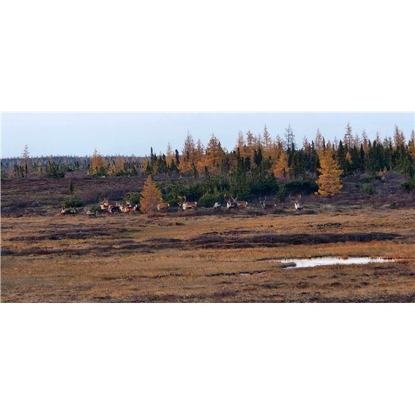 MUNROE LAKE LODGE 6 day / 6 night Fly in CCBG Caribou hunt for 1 for 2027