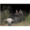 Image 2 : 7 Day CAPE BUFFALO hunt for 1 hunter and 1 observer  in the Eastern Cape of South Africa