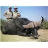 Image 4 : 7 Day CAPE BUFFALO hunt for 1 hunter and 1 observer  in the Eastern Cape of South Africa