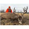 Image 7 : 5-day Muzzleloader deer hunt in Manitoba’s parkland  for 2026 only