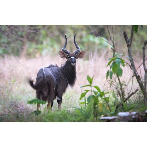 ZAMBEZE DELTA: 10-Day Plains Game Safari for One Hunter in Mozambique - Includes Trophy Fees