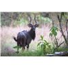 Image 1 : ZAMBEZE DELTA: 10-Day Plains Game Safari for One Hunter in Mozambique - Includes Trophy Fees