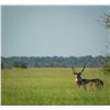 Image 2 : ZAMBEZE DELTA: 10-Day Plains Game Safari for One Hunter in Mozambique - Includes Trophy Fees