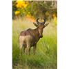 Image 4 : ZAMBEZE DELTA: 10-Day Plains Game Safari for One Hunter in Mozambique - Includes Trophy Fees