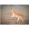 Image 5 : ZAMBEZE DELTA: 10-Day Plains Game Safari for One Hunter in Mozambique - Includes Trophy Fees