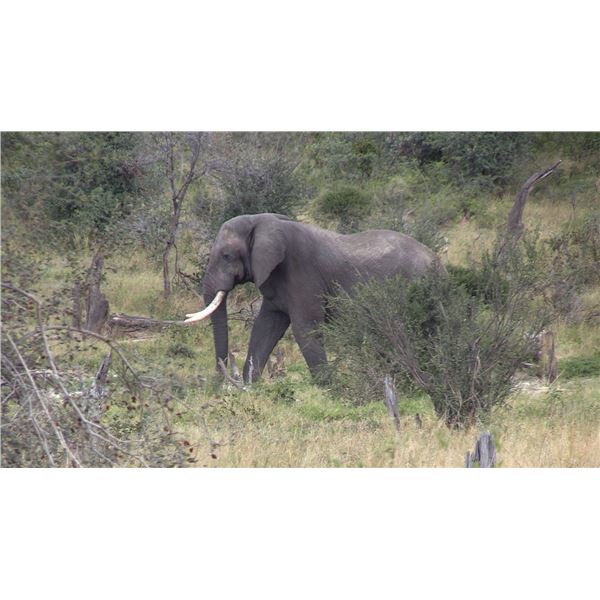 THOLO: 12-Day Elephant & Cape Buffalo Hunt for One Hunter with Mike Murray in Botswana