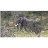 Image 1 : THOLO: 12-Day Elephant & Cape Buffalo Hunt for One Hunter with Mike Murray in Botswana