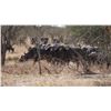 Image 2 : THOLO: 12-Day Elephant & Cape Buffalo Hunt for One Hunter with Mike Murray in Botswana