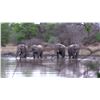 Image 3 : THOLO: 12-Day Elephant & Cape Buffalo Hunt for One Hunter with Mike Murray in Botswana