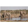 Image 4 : THOLO: 12-Day Elephant & Cape Buffalo Hunt for One Hunter with Mike Murray in Botswana