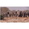 Image 5 : THOLO: 12-Day Elephant & Cape Buffalo Hunt for One Hunter with Mike Murray in Botswana