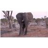 Image 6 : THOLO: 12-Day Elephant & Cape Buffalo Hunt for One Hunter with Mike Murray in Botswana